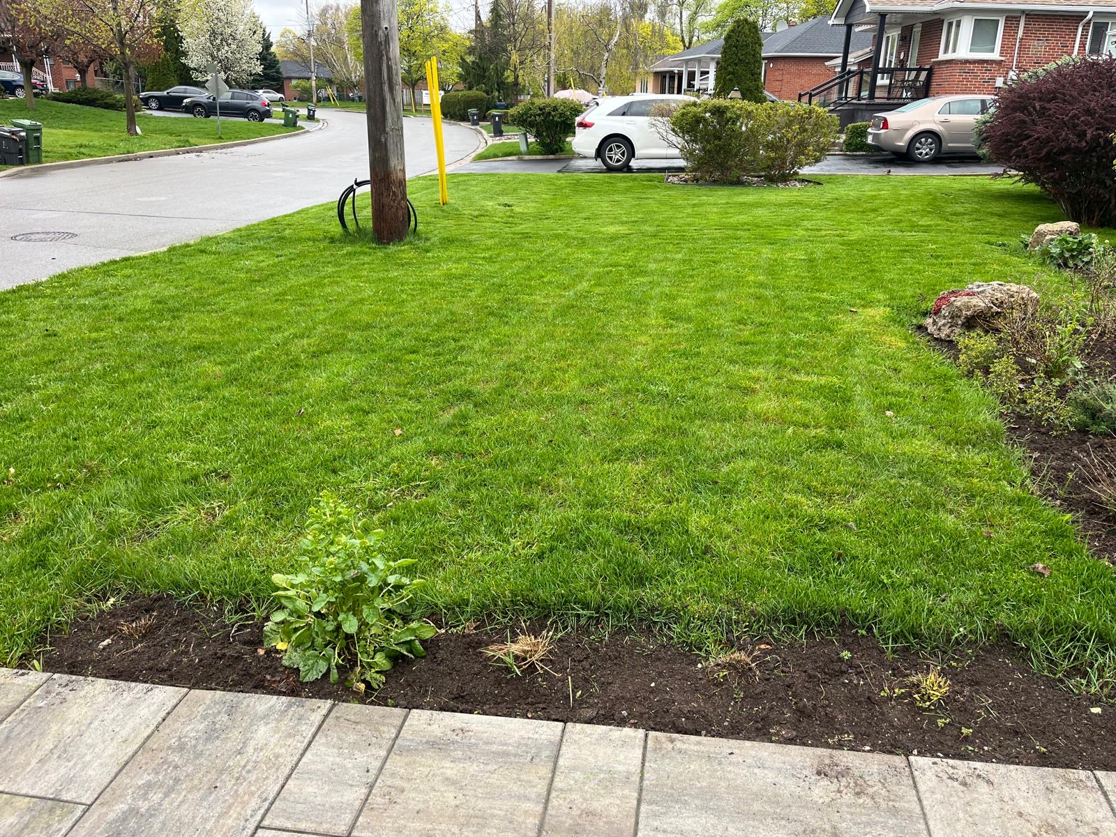 Bright front lawn and garden bed after cleanup